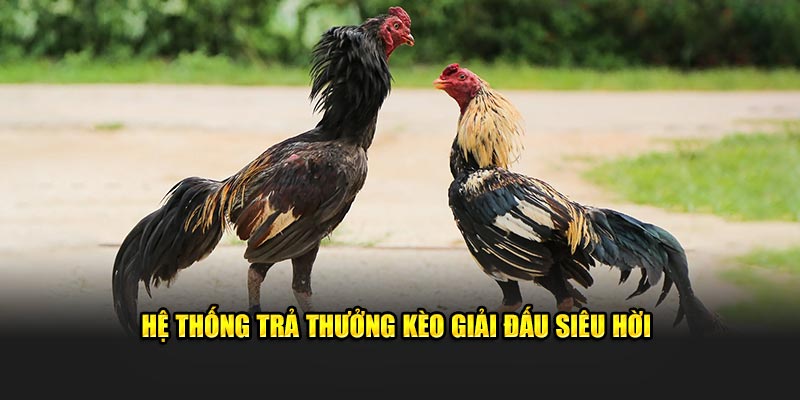 Hệ thống trả thưởng kèo giải đấu siêu hời 